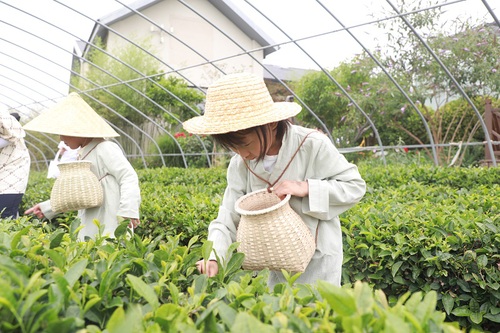 青島  “親子采茶研學”自然課堂